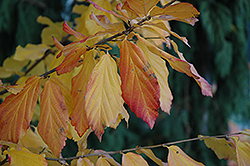 Vanessa Parrotia (Parrotia persica 'Vanessa') at Lurvey Garden Center