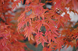 Lions Head Japanese Maple (Acer palmatum 'Shishigashira') at Make It Green Garden Centre