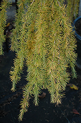 Varied Directions Larch (Larix decidua 'Varied Directions') at Make It Green Garden Centre