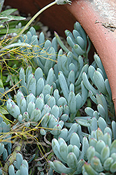 Blue Chalk Sticks Senecio (Senecio serpens 'Blue Chalk Sticks') at Make It Green Garden Centre