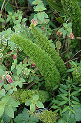 Asparagus Fern (Asparagus densiflorus) at Make It Green Garden Centre