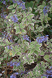 Blue Yonder Plectranthus (Plectranthus 'Blue Yonder') at Make It Green Garden Centre