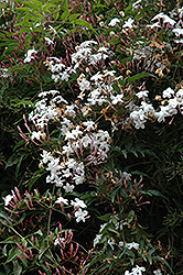 Climbing Jasmine (Jasminum polyanthum) at Make It Green Garden Centre