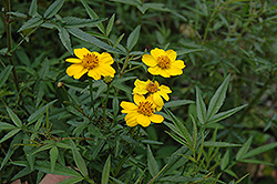 Mt. Lemmon Marigold (Tagetes lemmonii) at Make It Green Garden Centre