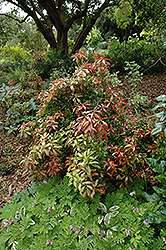 Mountain Fire Japanese Pieris (Pieris japonica 'Mountain Fire') at Lurvey Garden Center