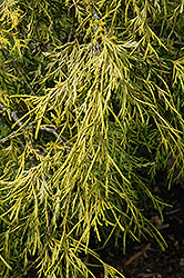 Lemon Thread Falsecypress (Chamaecyparis pisifera 'Lemon Thread') at Make It Green Garden Centre