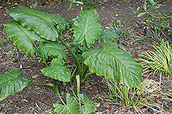 Elephant's Ear (Alocasia macrorrhizos) at Make It Green Garden Centre