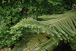 Norfolk Island Pine (Araucaria heterophylla) at Make It Green Garden Centre