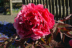 Hoki Tree Peony (Paeonia suffruticosa 'Hoki') at Make It Green Garden Centre