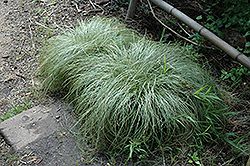 New Zealand Hair Sedge (Carex comans 'Frosted Curls') at Make It Green Garden Centre