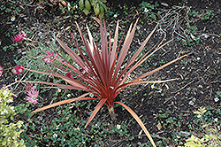 Red Star Red Grass Tree (Cordyline australis 'Red Star') at Make It Green Garden Centre