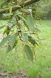 Snakebark Maple (Acer tegmentosum) at Lurvey Garden Center