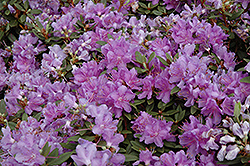Purple Gem Rhododendron (Rhododendron 'Purple Gem') at Make It Green Garden Centre