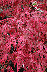 Shirazz Japanese Maple (Acer palmatum 'Gwen's Rose Delight') at Lurvey Garden Center