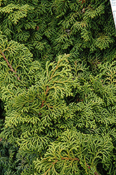 Koster's Falsecypress (Chamaecyparis obtusa 'Kosteri') at Make It Green Garden Centre