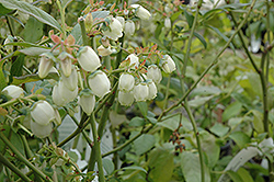Bluecrop Blueberry (Vaccinium corymbosum 'Bluecrop') at Make It Green Garden Centre