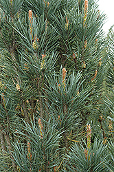 Scotch Sentinel Pine (Pinus sylvestris 'Fastigiata') at Make It Green Garden Centre