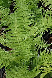 The King Ostrich Fern (Matteuccia 'The King') at Make It Green Garden Centre