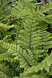 Japanese Tassel Fern (Polystichum polyblepharum) at Make It Green Garden Centre