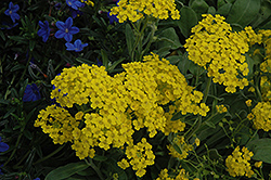 Summit Alyssum (Aurinia saxatilis 'Summit') at Lurvey Garden Center