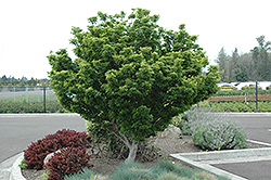 Lions Head Japanese Maple (Acer palmatum 'Shishigashira') at Lurvey Garden Center