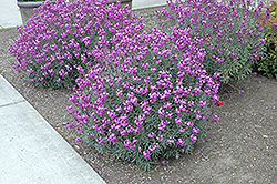 Bowles Mauve Wallflower (Erysimum 'Bowles Mauve') at Make It Green Garden Centre