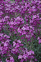 Bowles Mauve Wallflower (Erysimum 'Bowles Mauve') at Make It Green Garden Centre