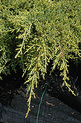 Gold Star Juniper (Juniperus chinensis 'Bakaurea') at Make It Green Garden Centre
