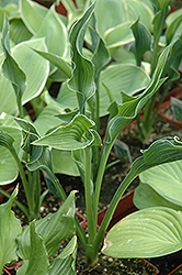 Praying Hands Hosta (Hosta 'Praying Hands') at Make It Green Garden Centre