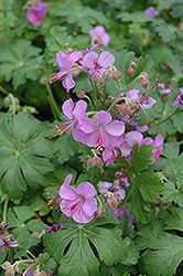 Cambridge Cranesbill (Geranium x cantabrigiense 'Cambridge') at Make It Green Garden Centre