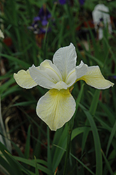 Butter And Sugar Siberian Iris (Iris sibirica 'Butter And Sugar') at Lurvey Garden Center