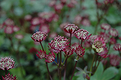 Ruby Wedding Masterwort (Astrantia major 'Ruby Wedding') at Lurvey Garden Center