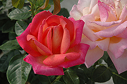 Chicago Peace Rose (Rosa 'Chicago Peace') at Lurvey Garden Center