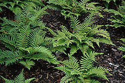 Japanese Tassel Fern (Polystichum polyblepharum) at Make It Green Garden Centre