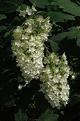 Snowflake Hydrangea (Hydrangea quercifolia 'Snowflake') at Lurvey Garden Center