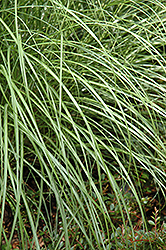 Little Kitten Dwarf Maiden Grass (Miscanthus sinensis 'Little Kitten') at Make It Green Garden Centre