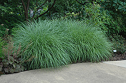 Little Kitten Dwarf Maiden Grass (Miscanthus sinensis 'Little Kitten') at Make It Green Garden Centre