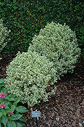 Variegated Boxwood (Buxus sempervirens 'Variegata') at Make It Green Garden Centre