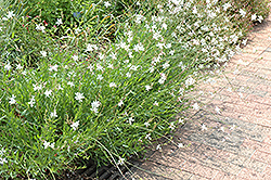 Whirling Butterflies Gaura (Gaura lindheimeri 'Whirling Butterflies') at Make It Green Garden Centre