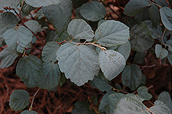 Blue Shadow Fothergilla (Fothergilla major 'Blue Shadow') at Lurvey Garden Center