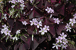 Purple Shamrock (Oxalis regnellii 'Triangularis') at Make It Green Garden Centre