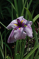 Japanese Water Iris (Iris ensata) at Make It Green Garden Centre