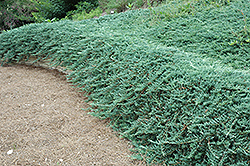 Bar Harbor Juniper (Juniperus horizontalis 'Bar Harbor') at Make It Green Garden Centre