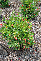 Dwarf Pomegranate (Punica granatum 'Nana') at Make It Green Garden Centre