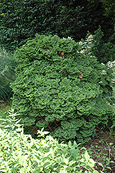 Koster's Falsecypress (Chamaecyparis obtusa 'Kosteri') at Make It Green Garden Centre