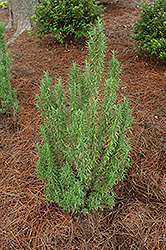 Upright Rosemary (Rosmarinus officinalis 'Upright') at Make It Green Garden Centre