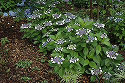 Twist-n-Shout Hydrangea (Hydrangea macrophylla 'PIIHM-I') at Make It Green Garden Centre