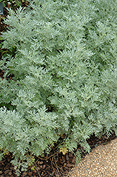 Powis Castle Artemesia (Artemisia 'Powis Castle') at Make It Green Garden Centre