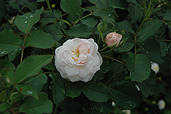Cinderella Fairytale Rose (Rosa 'KORfobalt') at Make It Green Garden Centre