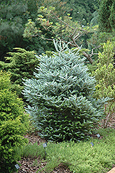 Silver Korean Fir (Abies koreana 'Silberlocke') at Make It Green Garden Centre